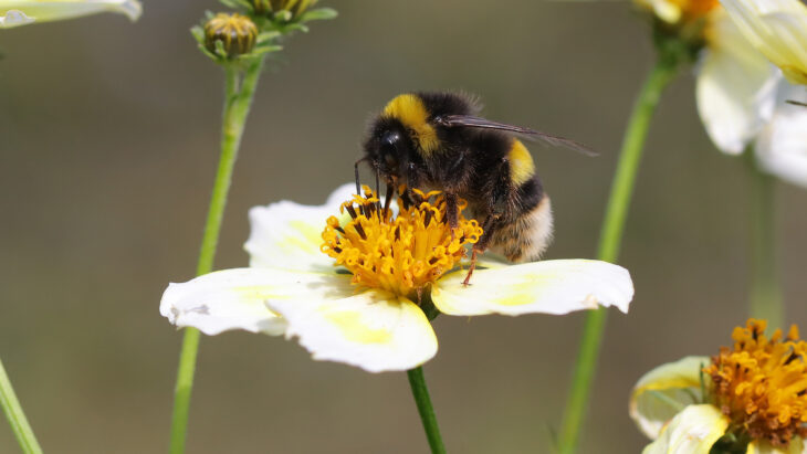 Bei der Hummel-Challenge gilt es, möglichst viele verschiedene Hummeln zu fotografieren.