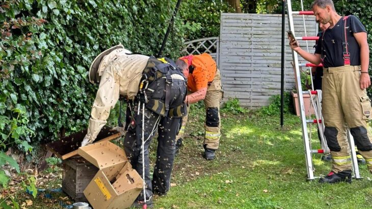 Die Freiwillige Feuerwehr unterstützte einen Imker dabei, einen heimatlosen Bienenschwarm einzufangen.