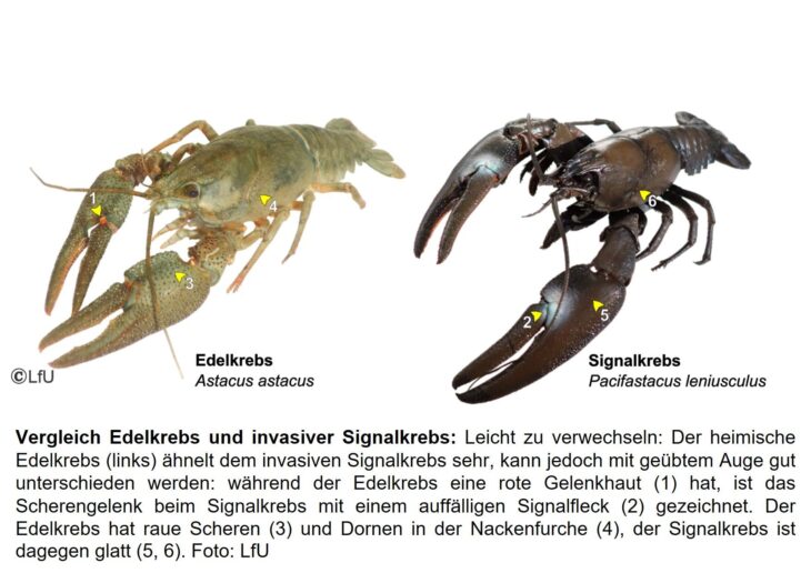 Vergleich heimischer Edelkrebs und invasiver Signalkrebs.
