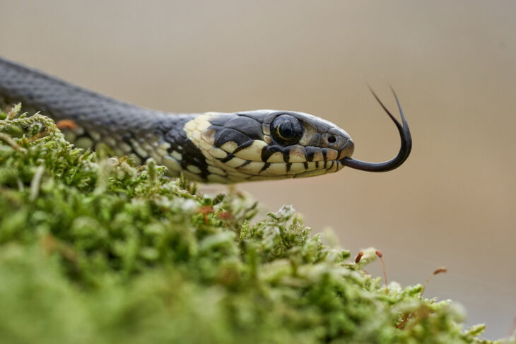 Natrix natrix ist der wissenschaftliche Name der Ringelnatter.