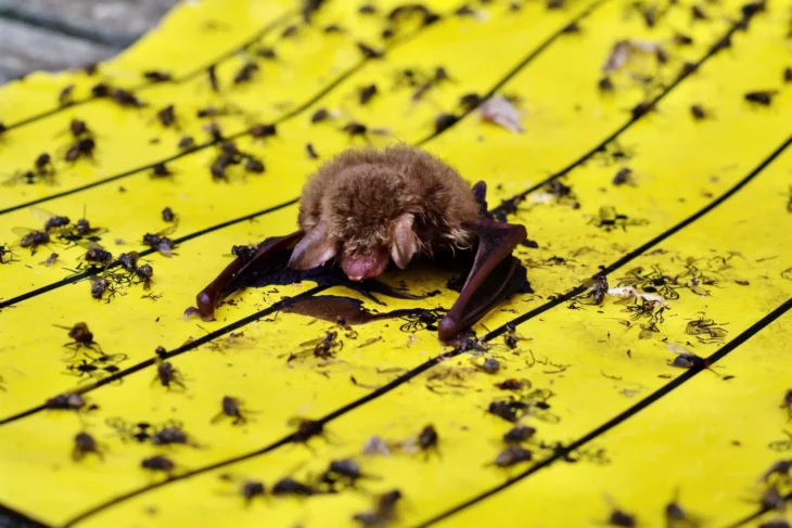 Eine Fransenfledermaus auf einer Klebefalle.