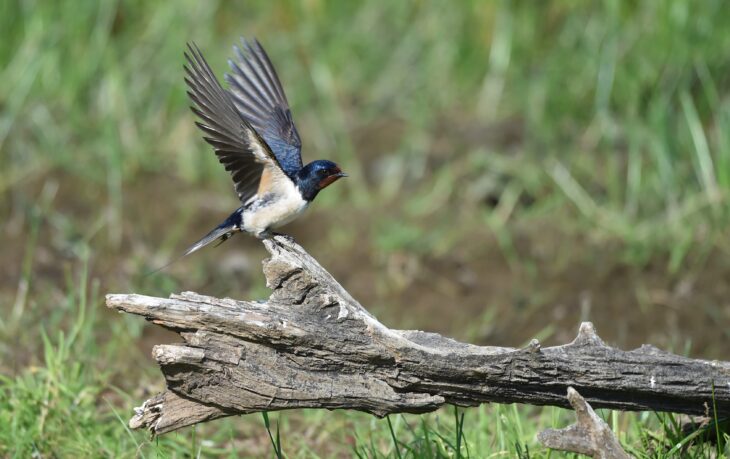 Dem LBV  wurden in den vergangenen Tagen etliche tote Vögel gemeldet– auch aus dem Nürnberger Land.