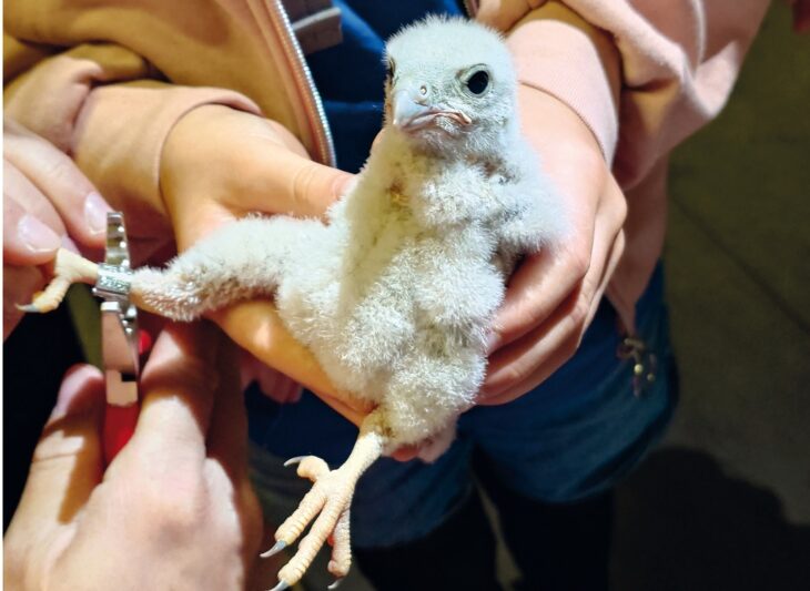 Ein junger Turmfalke wird beringt.