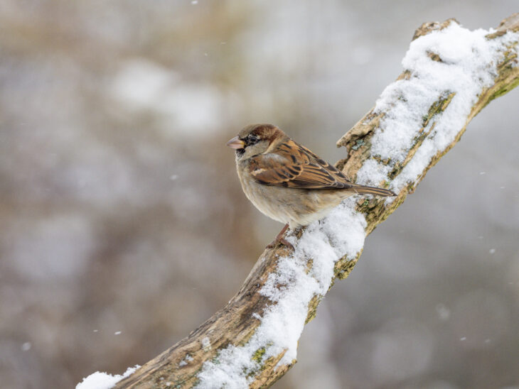 Wurde bei der letzten Stunde der Wintervögel am häufigsten in Bayerns Gärten gesichtet: der Haussperling.