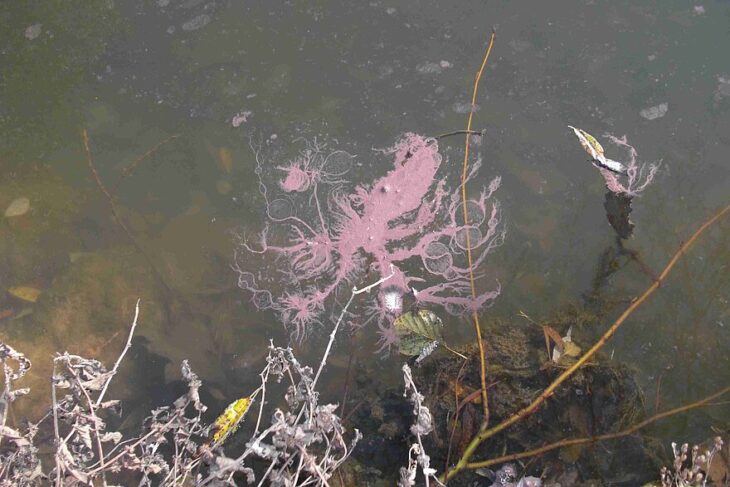 Burgunderblutalgen (eine Untergruppe der Blaualgen) können gesundheitliche Schäden bei Mensch und Tier verursachen. Das Gesundheitsamt rät deshalb vom Baden im Baggersee ab.