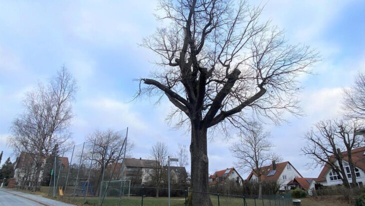 Die Eiche am Spielplatz in der Hansgörglstraße muss in den nächsten Tagen gefällt werden.