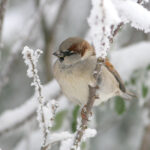 Bei eisigen Temperaturen haben Vögel clevere Strategien entwickelt, um zu überleben.