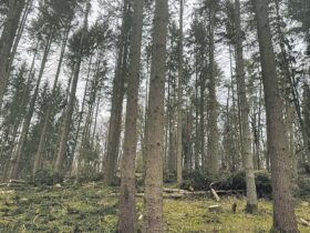 Die Ressourcen im Wald – wie hier in der Nähe von Hersbruck – sind begrenzt, daher benötigt jeder Baum genug Licht, Wasser und Nährstoffe, um sich gut zu entwickeln. Foto: Holz Reiter GmbH