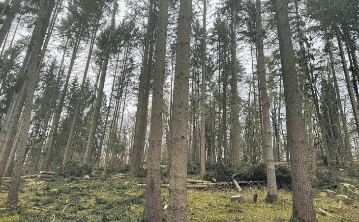 Die Ressourcen im Wald – wie hier in der Nähe von Hersbruck – sind begrenzt, daher benötigt jeder Baum genug Licht, Wasser und Nährstoffe, um sich gut zu entwickeln. Foto: Holz Reiter GmbH