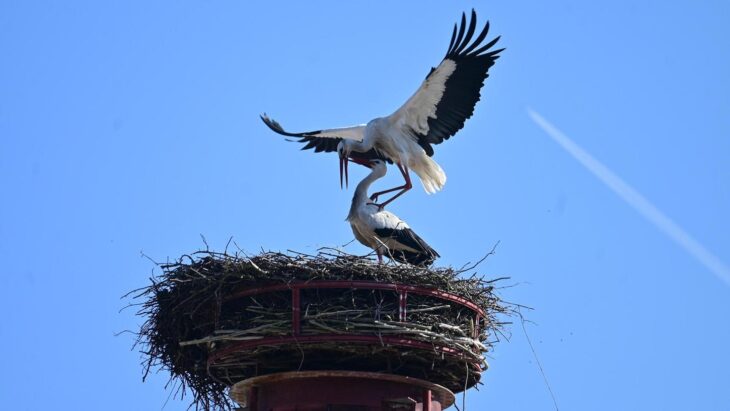 Die Wiedersehensfreude ist groß: Nach Störchin Gunda ist nun auch Storch Franz im Nest in Neuhaus an der Pegnitz gelandet.