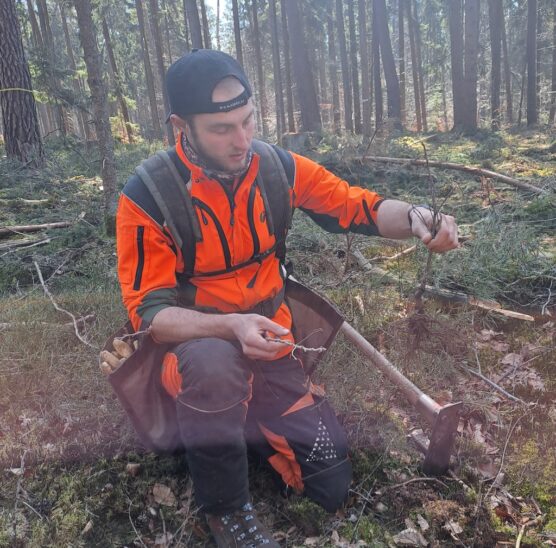 Markus Beier zeigt, wie er die Esskastanien abhängig von der Wurzelstruktur in den Boden einbringt.