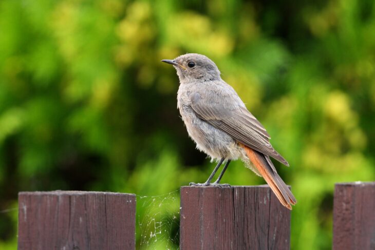 Der diesjährige Vogel des Jahres, der Hausrotschwanz.