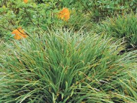 Bodendeckende Gräser, wie beispielsweise viele Arten der Seggen, gedeihen im Schatten und in der Sonne, sie schlucken Laub und sind wintergrün. Foto: elegrass