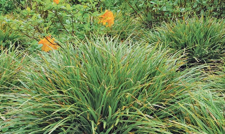 Bodendeckende Gräser, wie beispielsweise viele Arten der Seggen, gedeihen im Schatten und in der Sonne, sie schlucken Laub und sind wintergrün. Foto: elegrass