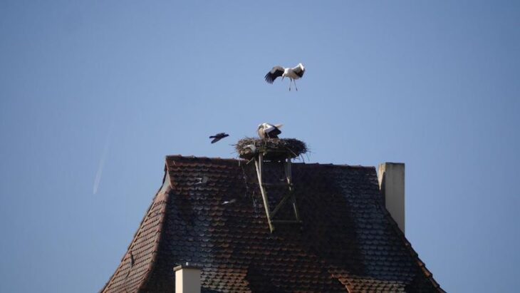 Storchenpaar zurück in Hersbruck: Gibt es auch heuer Nachwuchs?