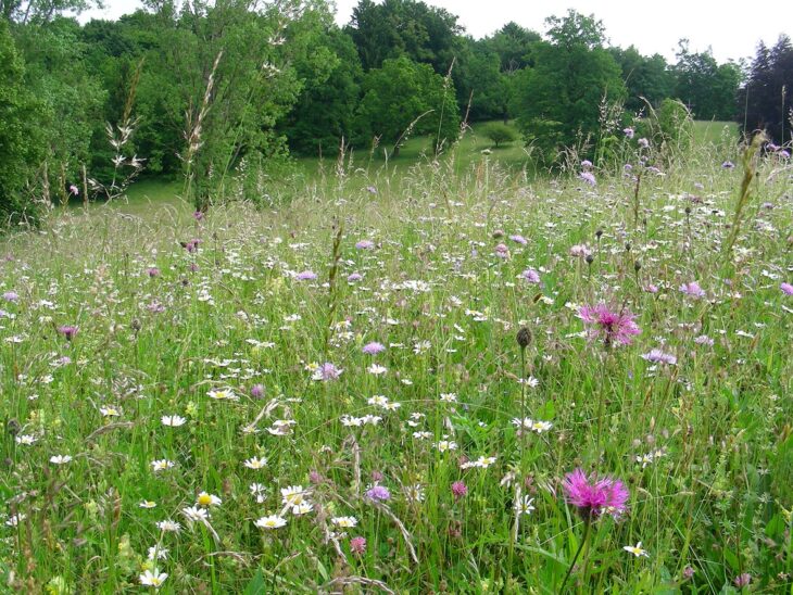 Um bei der Wiesenmeisterschaft zu gewinnen gelten verschiedene Kriterien. Nach einer Begehung der Fläche entscheidet eine unabhängige Jury, wie artgerecht die Wiese angelegt ist.
