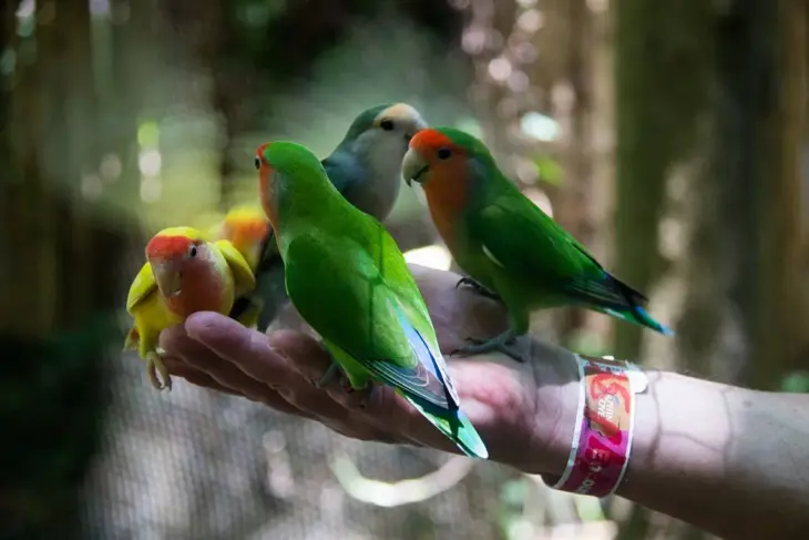 Farbliche Vielfalt in der Tierwelt entdeckt.