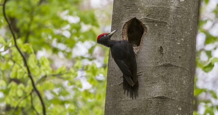 Aufgrund des vermehrt belassenen Totholzes in den Bayerischen Wäldern wächst die Population des Schwarzspechtes an. Dieser nutzt das Holz, um seine Höhlen zu bauen.