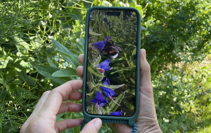 Bei der Hummel-Challenge gilt es, möglichst viele verschiedene Hummeln zu fotografieren - Experten überprüfen die Funde anschließend.