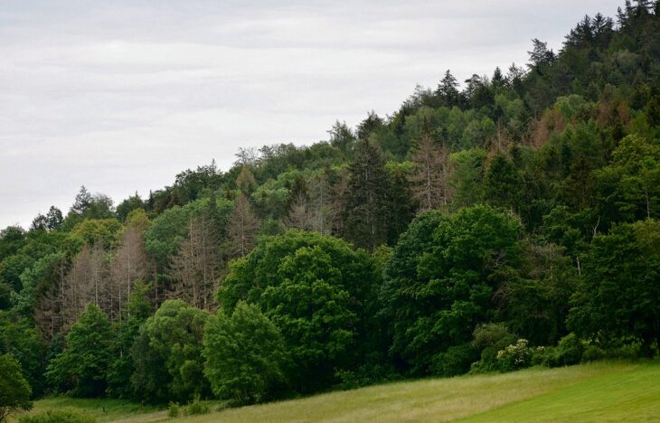 Ein Waldstück am Moritzberg. Über die Hälfte der bayerischen Wälder befinden sich in Privatbesitz oder in kommunaler Hand. Deswegen kommt gerade diesen eine tragende Rolle im Naturschutz zu.