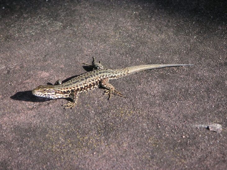 Mit leisen Sohlen machen sich interessierte Bürger auf die Suche nach Eidechsen und anderen Reptilien.