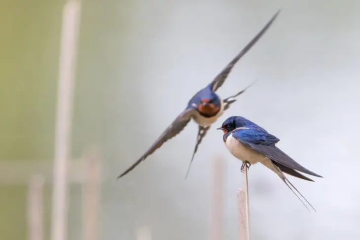 Der Frühling läutet die Rückkehr der Schwalben ein. Doch jedes Jahr finden die Flugjäger immer weniger Nahrung. Dabei könnte jeder etwas dagegen tun.