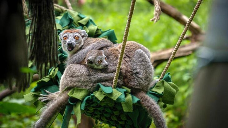 Tiere im Tiergarten Nürnberg waren Gegenstand eines P-Seminars am CJT.
