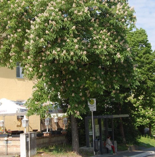Noch in voller Blüte und mit dichtem Blattwerk: Nach Protesten wurde die alte Kastanie an der Bushaltestelle in der Günthersbühler Straße erhalten.