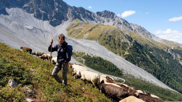 Hirtin Celia Martínez Aragón ist mit ihren Schafen in Sulden unterwegs.