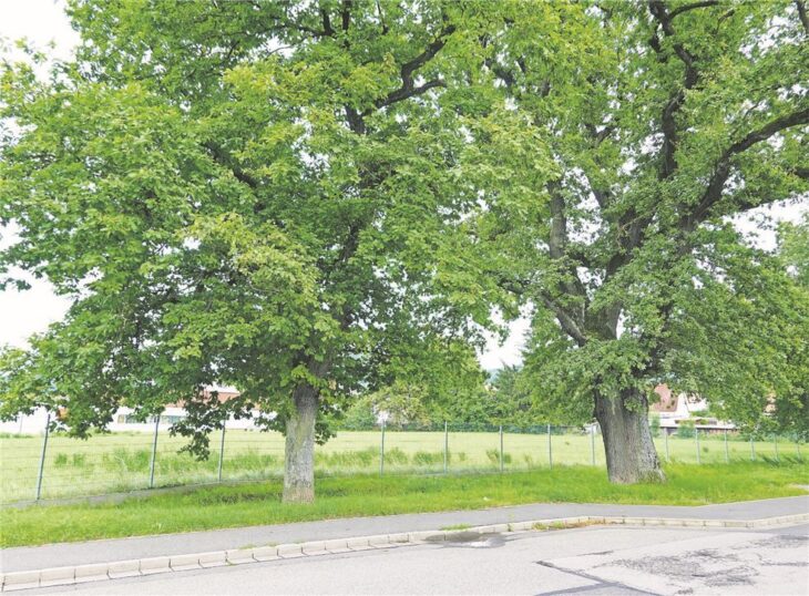 Nicht nur alte, stattliche Bäume - wie diese Eichen in der Leutenbachstraße in Hersbruck - soll man über die Baum-App melden. Es geht bei der Erfassung um alle Arten von Bäumen im Siedlungsbereich, egal in welchem Alter und in welchem Zustand.