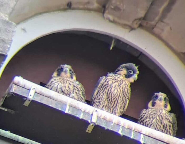 Die drei Jungvögel suchen sich jetzt andernorts ein neues Revier und einen Partner.