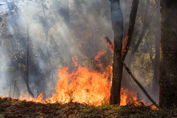 Symbolfoto Waldbrand