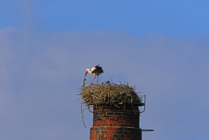 Wenn die Altvögel merken, dass das Futter nicht für alle Küken ausreicht, werfen sie ein Jungtier aus dem Nest.