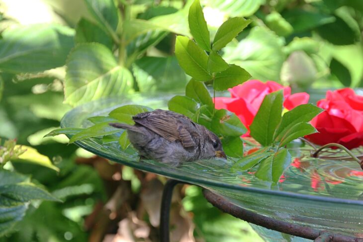 Durch den flachen Rand der Tränke kann sich der Haussperling dem Wasser gut zum Trinken nähern.