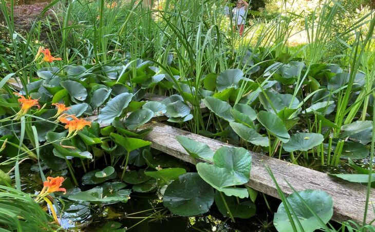 Der Garten von Marita Bahner in Lindelburg begeistert mit einem großen Teich und lauschigen Schattenplätzen.