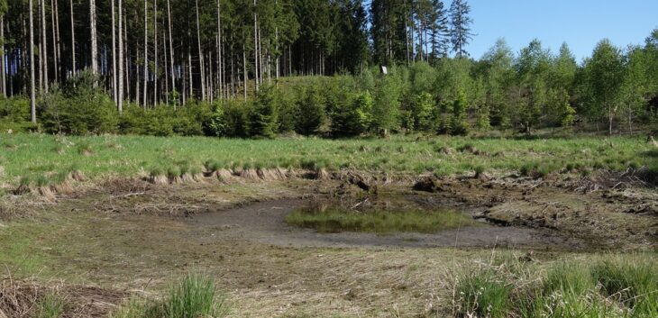 Ausgetrocknete Laichgewässer sind auch im Nürnberger Land nach Angaben des Bund Naturschutz immer häufiger zu sehen.