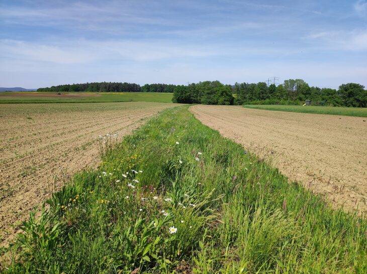 Feldraine erhalten und fördern die Biodiverstiät und Artenvielfalt.
