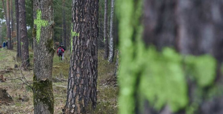 Ein Waldstück im Reichswald: Grün steht in der Forstwelt für „Baumerhalt“, mit den Kreuzen protestieren die Naturschützer gegen die geplante Fällung der Bäume für den Sandabbau. Doch auch Bürgerinitiativen gegen den Bau der Juraleitung haben sich bereits gegründet.