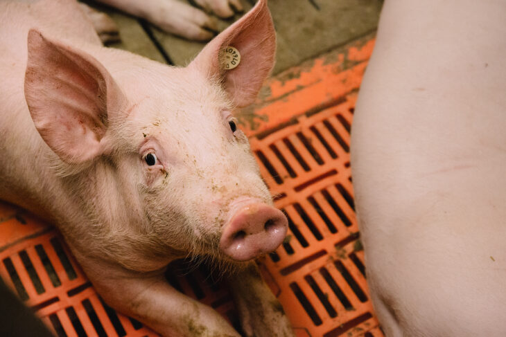 Ob Ferkelzucht oder Schweinemast: Die Arbeit im Stall ist kein 08/15-Job. Agrar-Beschäftigte im Nürnberger Land haben zum ersten Mal die Chance, für eine
bundesweite Studie bei einer Online-Umfrage mitzumachen. Dabei geht es um die
Arbeitsbedingungen in der Tierhaltung.