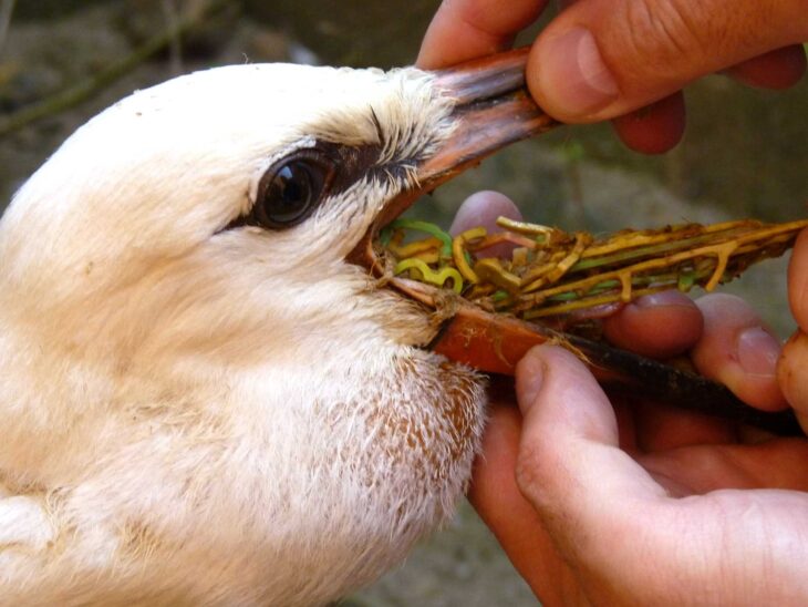 Storch mit Gummibändern im Schnabel.