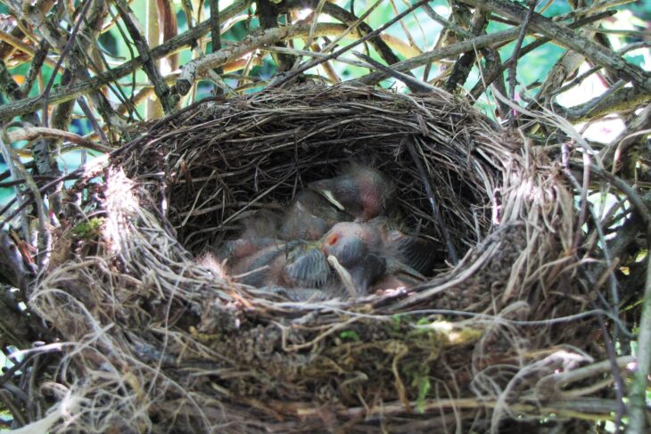 Manche Singvögel, wie auch die Amsel, brüten mehrmals im Jahr und werden durch einen zu frühen Heckenschnitt erheblich gestört.
