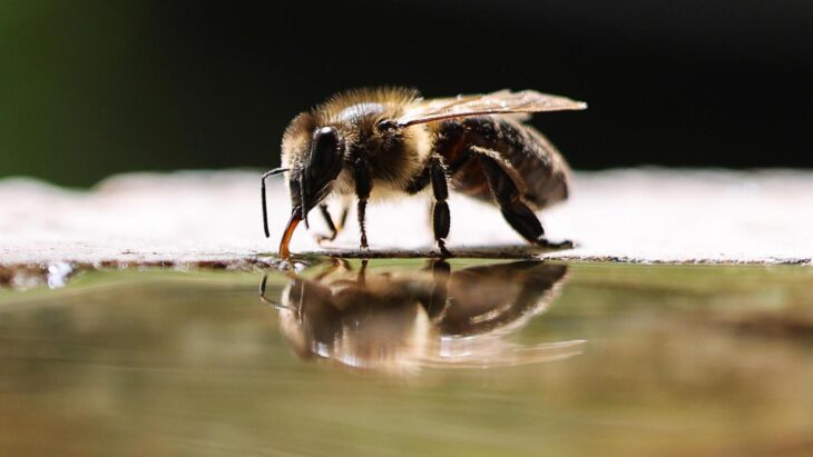 Was hat Schwaig mit Bienen zu tun? Das erfahren die Teilnehmer bei einem „Bienenspaziergang“ am Mittwoch, 1. Oktober.