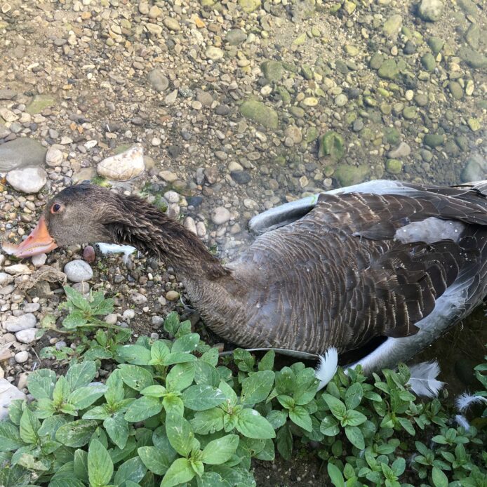 Besonders Wasservögel, so wie diese Graugans, sind häufig von der Vogelgrippe betroffen.