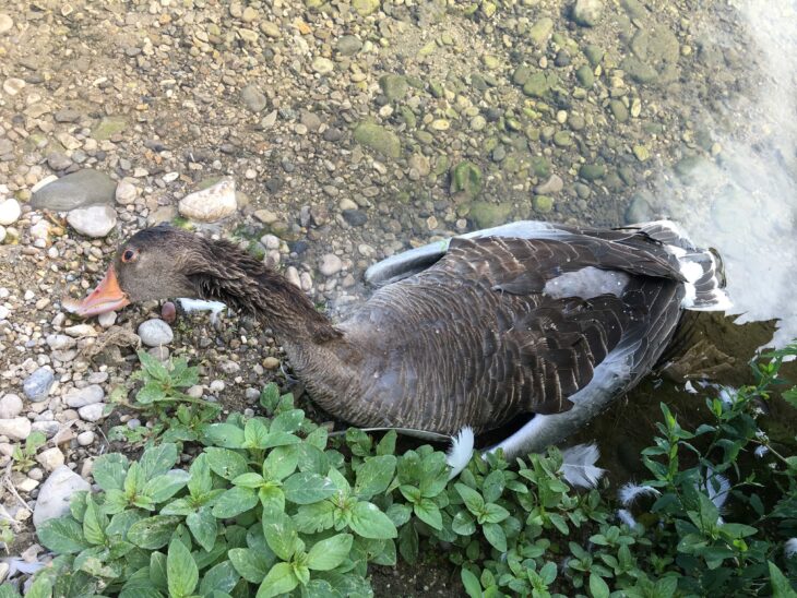 Besonders Wasservögel, so wie diese Graugans, sind häufig von der Vogelgrippe betroffen.