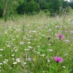 Die Flächen, die bei der Wiesenmeisterschaft teilgenommen haben, werden nun in Feucht präsentiert.