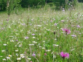 Die Flächen, die bei der Wiesenmeisterschaft teilgenommen haben, werden nun in Feucht präsentiert.