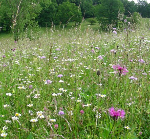 Die Flächen, die bei der Wiesenmeisterschaft teilgenommen haben, werden nun in Feucht präsentiert.