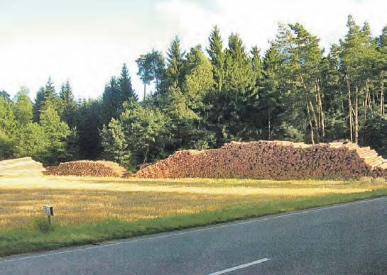 2008 hat die Firma Holz Reiter 1000 Festmeter Holz in der Gemarkung Neunkirchen „geerntet“. Foto: Konrad Schwemmer