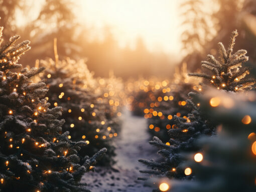 Auf dem Foto sind mit Lichtern geschmückte Weihnachtsbäume im Schnee zu sehen.