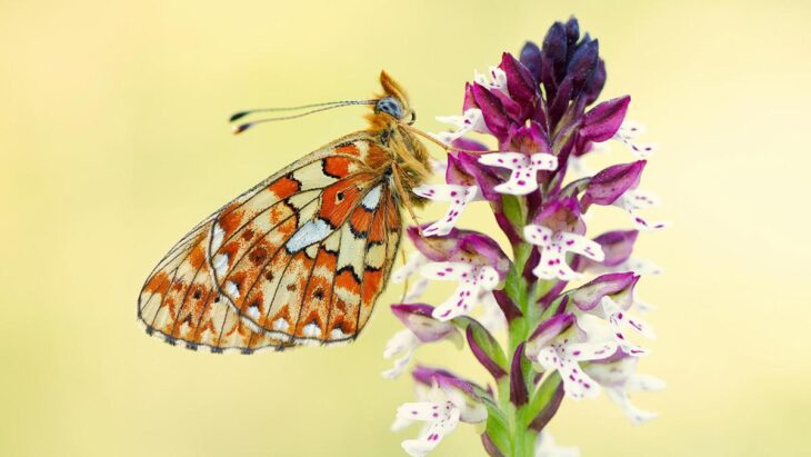 Der Hersbrucker Naturfotograf Lars Beygang hat unter anderem diesen Silberfleck-Perlmuttfalter auf Brandknabenkraut zum Buch beigesteuert.